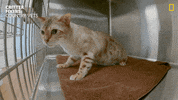 Cat Baby GIF by Nat Geo Wild