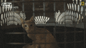 Cat Hello GIF by Nat Geo Wild