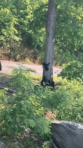 Tiny Bear Cubs Climb Tree at Impressive Speed