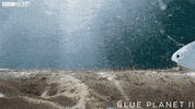 blue planet surprise GIF by BBC Earth