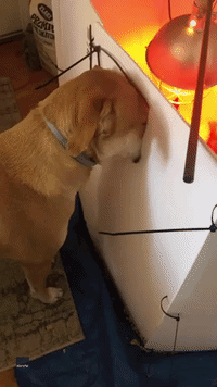 Nosy Dog Sticks Snout in Peephole to Check Out Baby Chicks