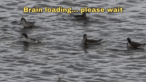 Work Spinning GIF by U.S. Fish and Wildlife Service