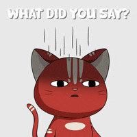 Cat What GIF by Kitaro World