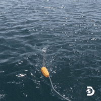 Travel Ocean GIF by Shark Week