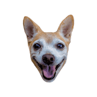 badgerandemmie doggo chihuahua chi badger Sticker