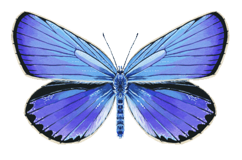 Illustration Butterfly Sticker