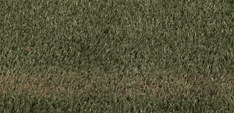 Womens Lacrosse GIF by Lafayette Leopards