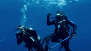 Discovery Shaq GIF by Shark Week