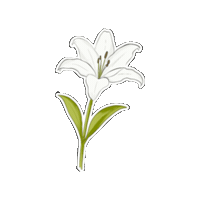 Flower 스티커 Sticker