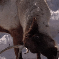 Reindeer GIF by Valley Zoo Development Society