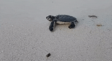 scubajunkiesipadan ocean turtle diving dive GIF