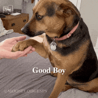 Happy Good Boy GIF by Moose Lodge Senior Pet Sanctuary
