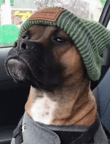 Boxer Gifofdogs GIF by Rover.com