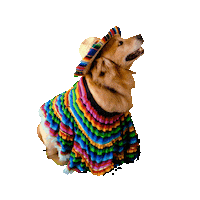 Dog Fun Sticker by Puesto