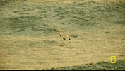 yellowstone GIF by National Geographic Channel