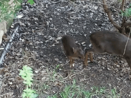 Baby Antelope Gets the 'Zoomies' at San Antonio Zoo in Texas