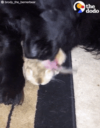 dog bunny GIF by The Dodo