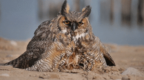 monday office GIF