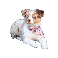 Alaska Aussie Sticker by Geekster Pets