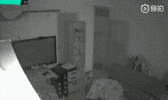 cuteanimalland giphyupload GIF