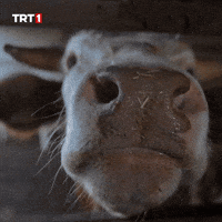 Cow Love GIF by TRT