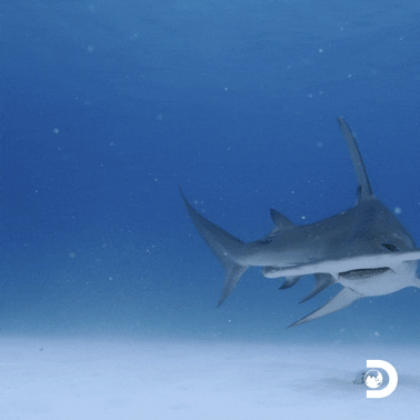 Sharks Of Ghost Island GIF by Shark Week