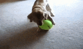 Golden Retriever Dog GIF