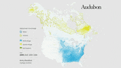 rusty blackbird GIF by audubon