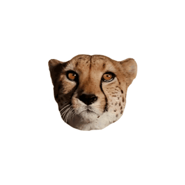 Big Cat Topochico Sticker by Topo Turnt