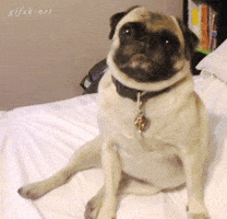 Dogs Smile GIF