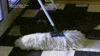 Dog Hide GIF