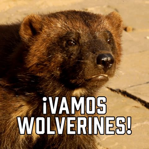 ยกVamos Wolverines!