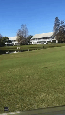 Alligator With Fish in Mouth Interrupts Golfers' Game in Florida