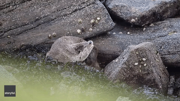 Otter Wakes Up With Big Yawns and Stretches
