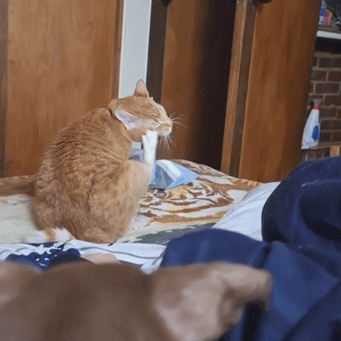 Cat Orange GIF