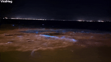 Bioluminescent Algae Bloom In Brisbane Australia GIF by ViralHog