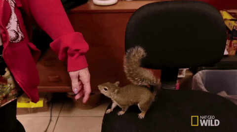 nat geo wild pets GIF by Dr. K's Exotic Animal ER