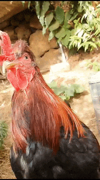 desafio22 rock gallo cocococo veganpoint GIF