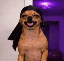 Dance Cat GIF