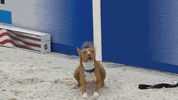 Espn Hello GIF by American Kennel Club