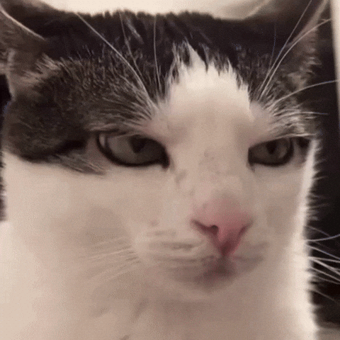 Cat Judging GIF