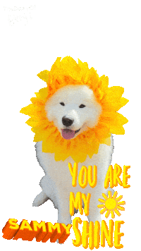 Sun Sunshine Sticker