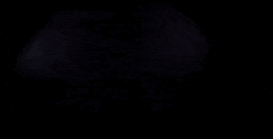 Grizzly Bear Sport GIF by Seattle Sounders