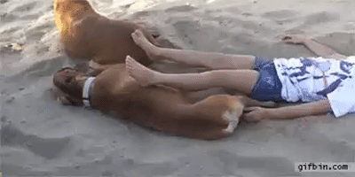 cachorro GIF