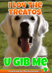 PetJuvenate petjuvenate henlo hooman fren love rescue dogs treatos and woofer for pupper GIF