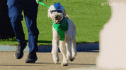The Pack Dog GIF by Amazon Prime Video