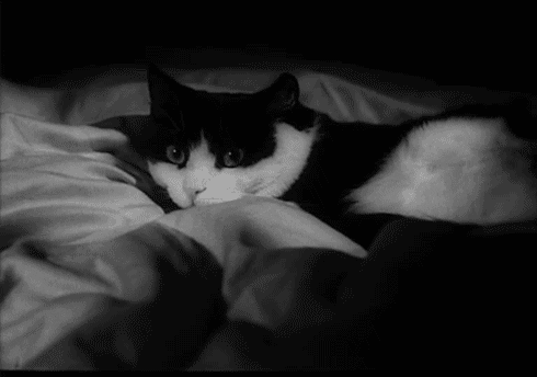 black and white cat GIF by hoppip