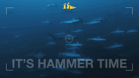 Jakare_Liveaboard giphyupload sharks cant touch this komodo GIF