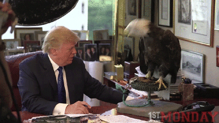 trump eagle GIF