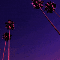 Palm Trees Sky GIF by Jess